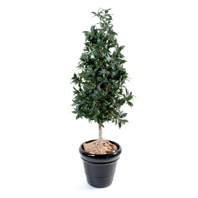 Laurier synthétique de 150 cm taillé en silhouette pyramidale