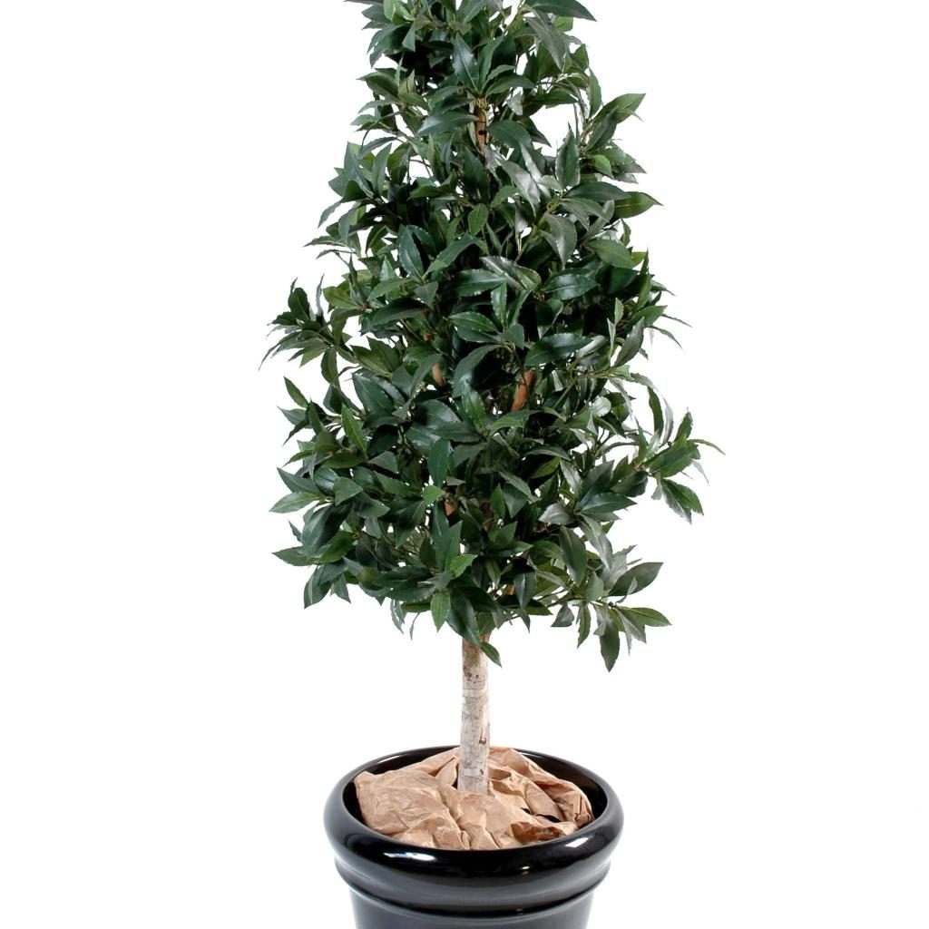 Autre angle : laurier synthétique de 150 cm taillé en silhouette pyramidale