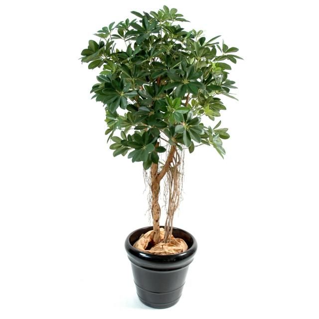 Schefflera artificiel vert de 150 cm, largeur annoncée 75 cm