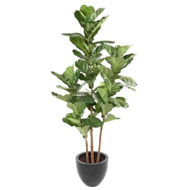Lyrata artificiel de 190 cm sur trois tiges en bois