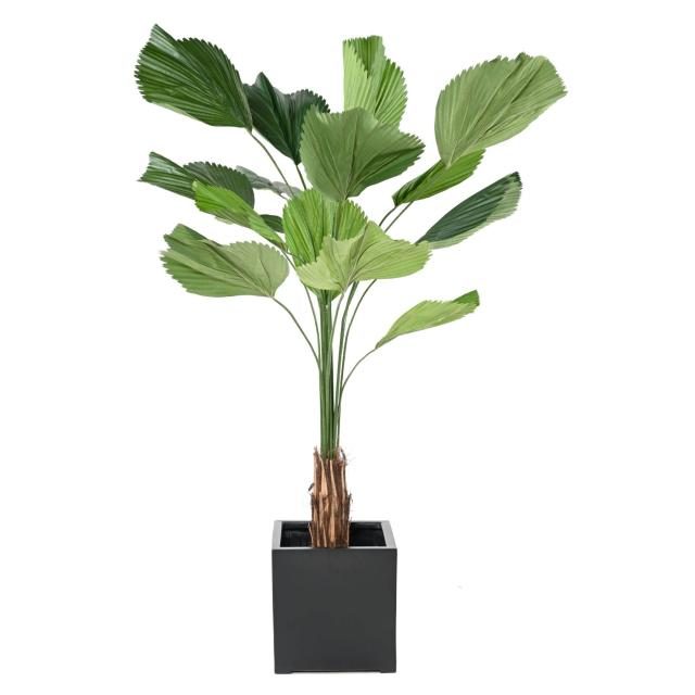 Palmier licuala artificiel vert de 205 cm, envergure 160 cm