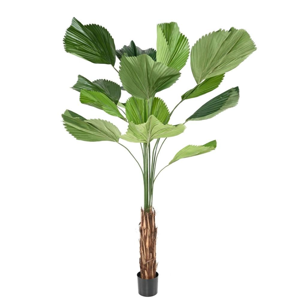Autre angle : palmier licuala artificiel vert de 205 cm, envergure 160 cm